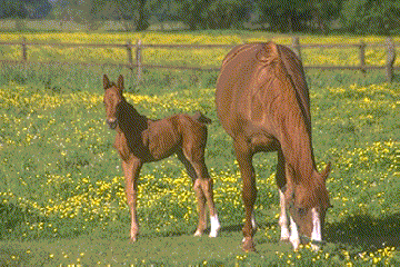Cheval et poulain