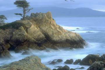 Arbre sur un rocher