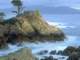 Arbre sur un rocher