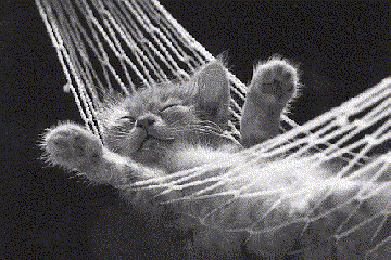 Chat relaxe