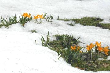 Crocus