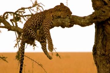 Panthère sur un arbre