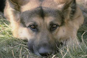 Regard de chien loup