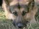 Regard de chien-loup