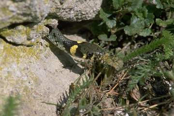 Serpent hors rocher