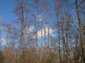 Arbres nus