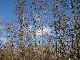 Arbres nus sur ciel bleu