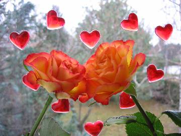 Bises de deux roses