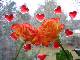 Bises de deux roses