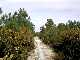Chemin entre buissons