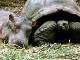 Hippopotame et tortue