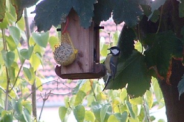 Oiseau de retour