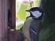Oiseau de retour