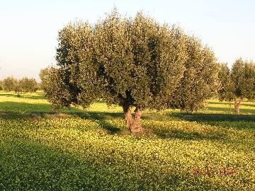 Olivier de Sfax