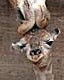 Bisous girafes