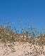 Plantes sur dune