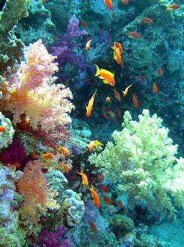Vue sous-marine