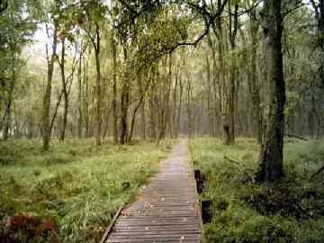 Ponton en forêt