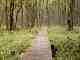 Ponton en forêt