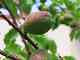 Promesse de fruits