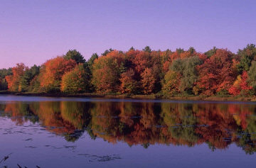 Reflet d'une forêt dans l'eau