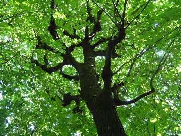 Arbre de vie