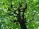 Arbre de la vie