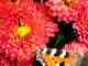 Fleurs et papillon