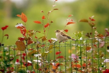 Moineau sur un grillage