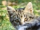 Regard de chat