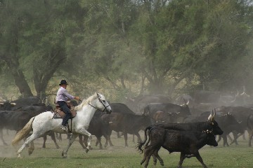 Le tri des taureaux en Camargue