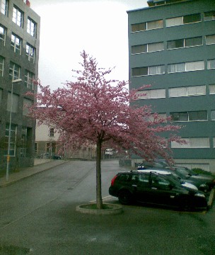 Arbre en fleur dans la ville