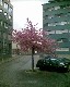 Arbre en fleur dans la ville