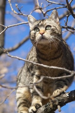 Chat à l'affût
