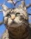 Chat à l'affût