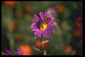 Papillon sur une fleur