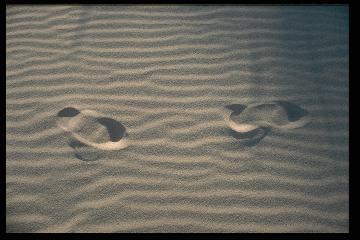 Pas dans le sable