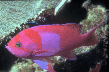 Poisson