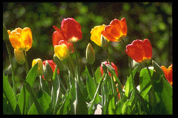 Tulipes de différentes couleurs