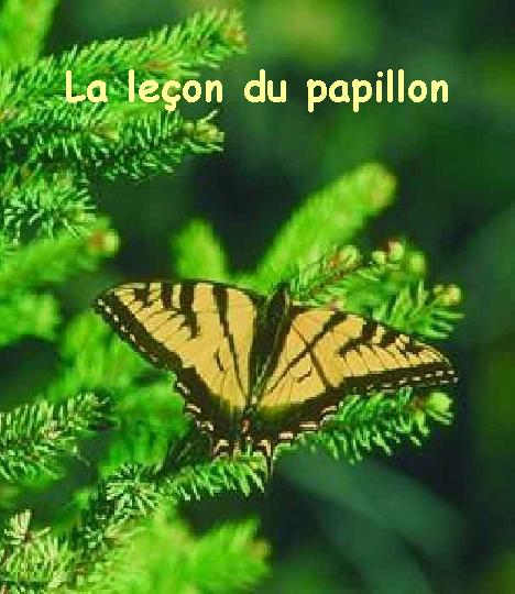 La leçon du papillon