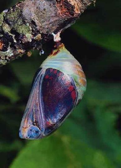 La leçon du papillon 02