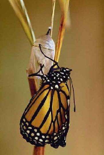 La leçon du papillon 03