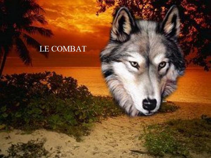 Le combat