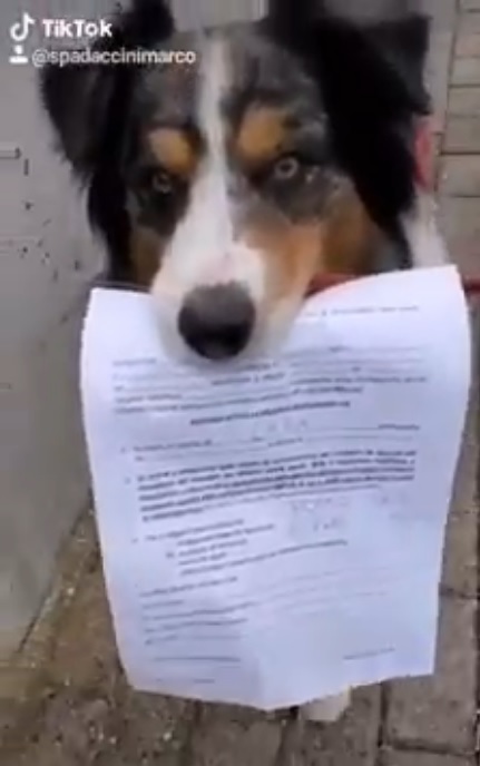 Chien avec une attestation de sortie