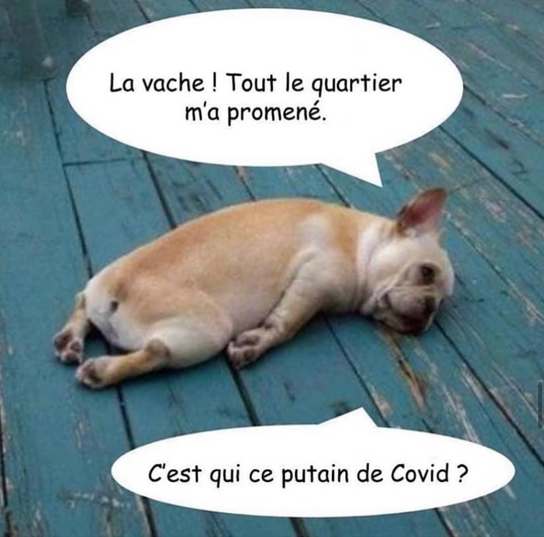 Chien fatigué après promenade