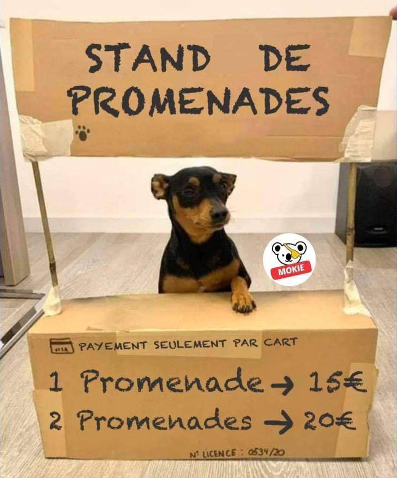 Chien tenant un stand pour promenade