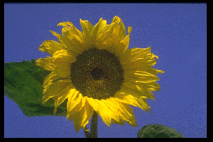 Tournesol